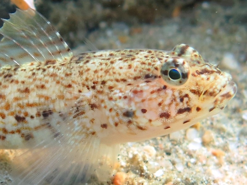 Gobius incognitus (M. Kovacic and R. anda, 2016) vs. Gobius bucchichi (Steindachner,1870)